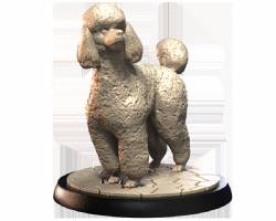 Poodles (2)